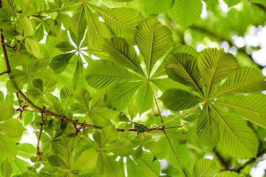 green leaves